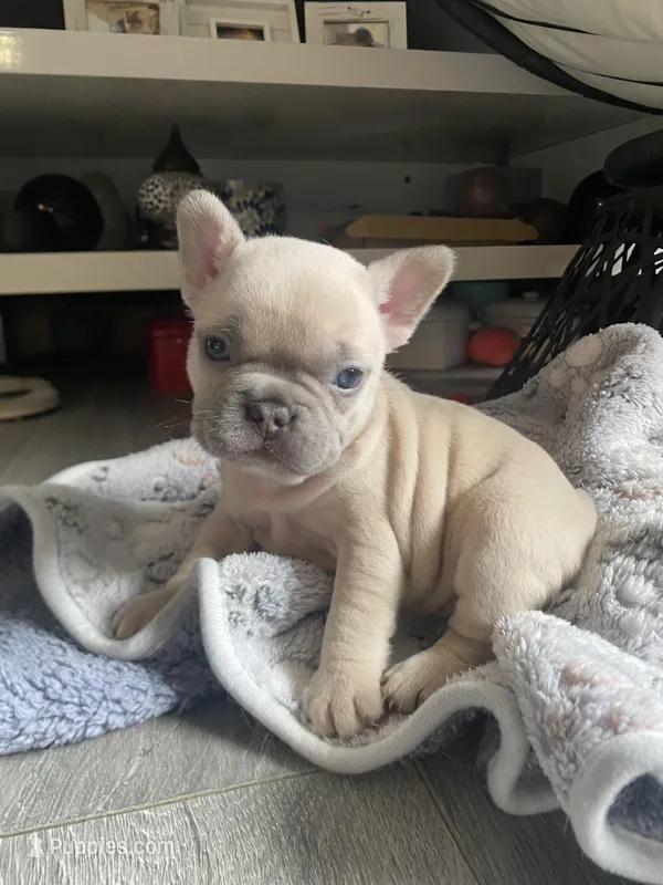 Tiny  – French Bulldog puppy for sale in Minneapolis, MN