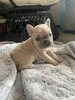 Tiny , a female French Bulldog for sale in Minneapolis, MN – 4 of 7