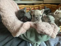 Tiny , a female French Bulldog for sale in Minneapolis, MN – Photo 4 of 4