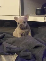 Tiny , a female French Bulldog for sale in Minneapolis, MN – Photo 2 of 4