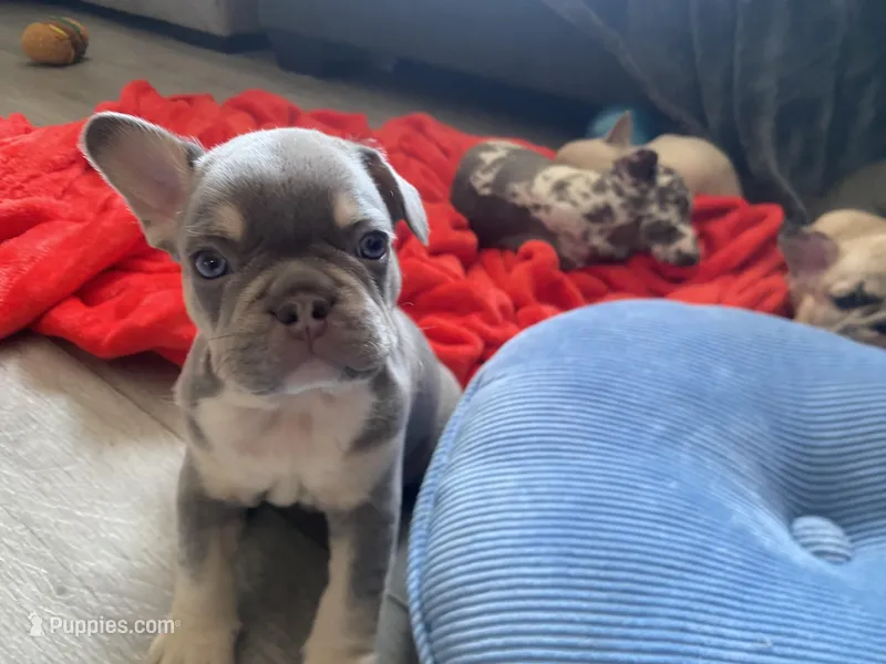 Chubs – French Bulldog puppy for sale in Minneapolis, MN