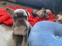 Chubs, a male French Bulldog for sale in Minneapolis, MN – 3 of 5