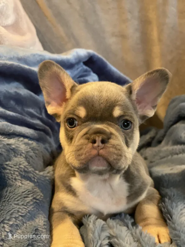Chubs – French Bulldog puppy on hold in Minneapolis, MN