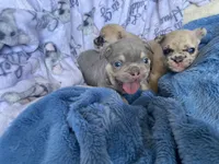 Chubs, a male French Bulldog for sale in Minneapolis, MN – Photo 4 of 6