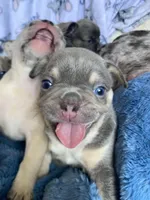 Chubs, a male French Bulldog for sale in Minneapolis, MN – Photo 3 of 6