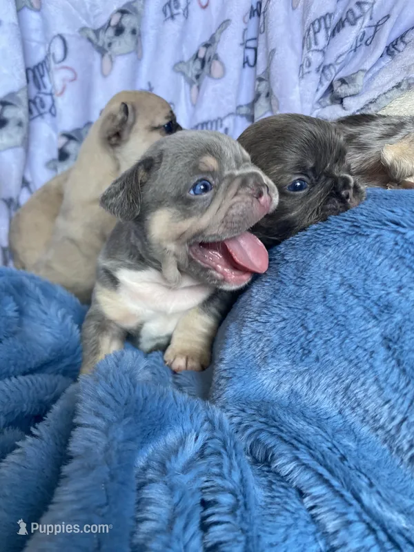 Chubs – French Bulldog puppy for sale in Minneapolis, MN