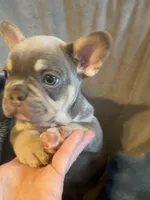 Chubs, a male French Bulldog for sale in Minneapolis, MN – 2 of 5