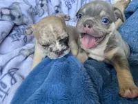 Chubs, a male French Bulldog for sale in Minneapolis, MN – Photo 5 of 6