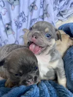 Chubs, a male French Bulldog for sale in Minneapolis, MN – Photo 6 of 6