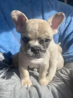 Spot, a male French Bulldog for sale in Minneapolis, MN – Photo 4 of 5