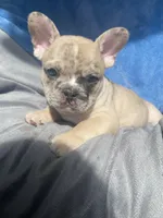 Spot, a male French Bulldog for sale in Minneapolis, MN – Photo 5 of 5