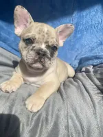 Spot, a male French Bulldog for sale in Minneapolis, MN – Photo 1 of 5