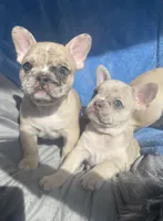 Spot, a male French Bulldog for sale in Minneapolis, MN – Photo 2 of 5