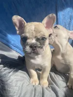 Spot, a male French Bulldog for sale in Minneapolis, MN – Photo 3 of 5