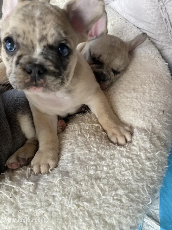 Spot – French Bulldog puppy for sale in Minneapolis, MN