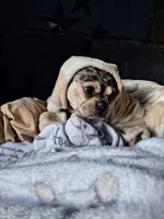 Coco, a female French Bulldog for sale in Minneapolis, MN – 5 of 5