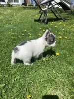 Fluuuufffy, a female French Bulldog for sale in Minneapolis, MN – Photo 6 of 6