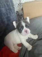 Fluuuufffy, a female French Bulldog for sale in Minneapolis, MN – Photo 3 of 6