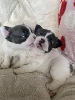 Fluuuufffy, a female French Bulldog for sale in Minneapolis, MN – Photo 4 of 6