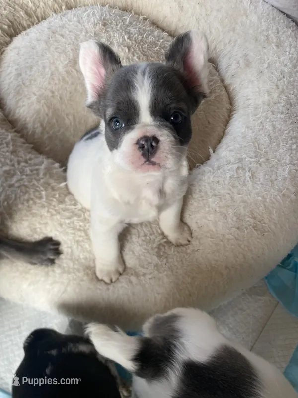 Fluuuufffy – French Bulldog puppy for sale in Minneapolis, MN