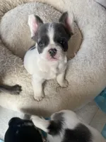 Fluuuufffy, a female French Bulldog for sale in Minneapolis, MN – Photo 2 of 6