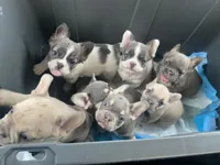 Fluuuufffy, a female French Bulldog for sale in Minneapolis, MN – Photo 5 of 6