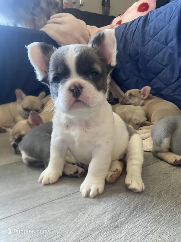 Fluuuufffy – French Bulldog puppy for sale in Minneapolis, MN