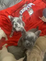 Blue, a female French Bulldog for sale in Minneapolis, MN – 6 of 6