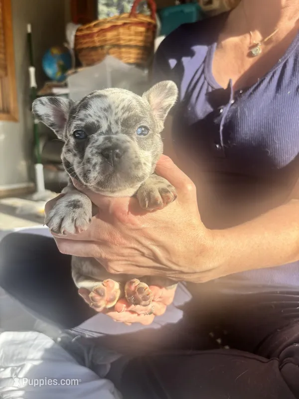 Blue, a female French Bulldog for sale in Minneapolis, MN – Photo 1 of 4