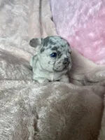 Blue, a female French Bulldog for sale in Minneapolis, MN – Photo 3 of 4