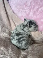 Blue, a female French Bulldog for sale in Minneapolis, MN – Photo 4 of 4