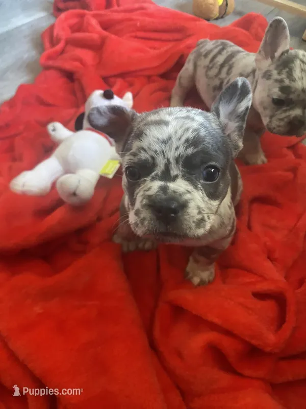 Blue – French Bulldog puppy on hold in Minneapolis, MN