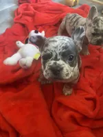 Blue, a female French Bulldog for sale in Minneapolis, MN – 1 of 6