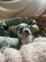 Blue, a female French Bulldog for sale in Minneapolis, MN – Photo 2 of 4