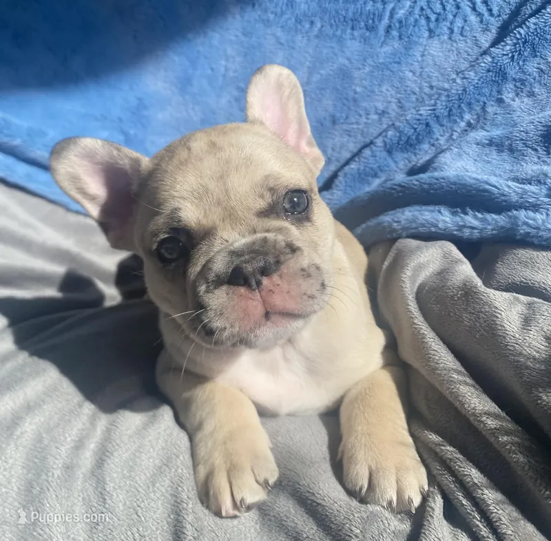 Prince – French Bulldog puppy for sale in Minneapolis, MN