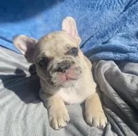 Prince, a male French Bulldog for sale in Minneapolis, MN – Photo 1 of 4