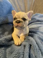 Prince, a male French Bulldog for sale in Minneapolis, MN – Photo 4 of 4