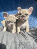 Prince, a male French Bulldog for sale in Minneapolis, MN – Photo 3 of 4