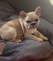 Prince, a male French Bulldog for sale in Minneapolis, MN – Photo 2 of 4