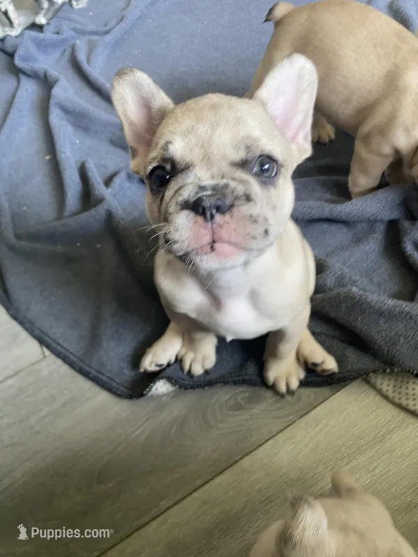 Prince – French Bulldog puppy for sale in Minneapolis, MN