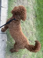 Simba , a male Goldendoodle for sale in Columbia, SC – 8 of 10