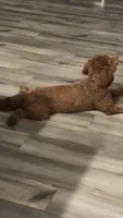 Simba , a male Goldendoodle for sale in Columbia, SC – 4 of 10