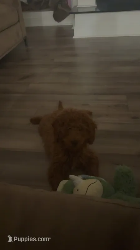 Simba  – Goldendoodle puppy for sale in Columbia, SC