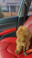 Simba , a male Goldendoodle for sale in Columbia, SC – 3 of 10