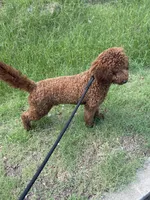 Simba , a male Goldendoodle for sale in Columbia, SC – 7 of 10