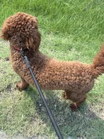 Simba , a male Goldendoodle for sale in Columbia, SC – 9 of 10