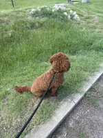 Simba , a male Goldendoodle for sale in Columbia, SC – 10 of 10