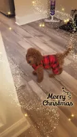 Simba , a male Goldendoodle for sale in Columbia, SC – 2 of 10