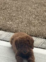Simba , a male Goldendoodle for sale in Columbia, SC – 6 of 10