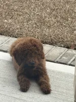 Simba , a male Goldendoodle for sale in Columbia, SC – 5 of 10